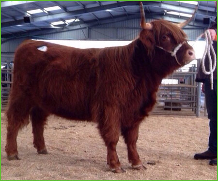 Chystakk 5th - Oban Sale Oktober 2014