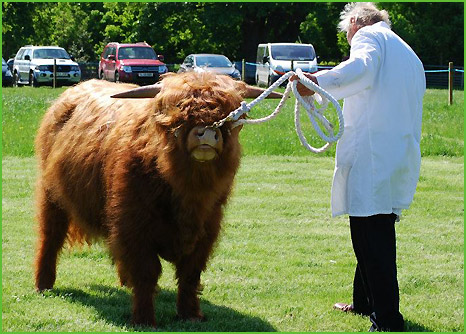 Halbbruder Lachlan Ruadh of Ceannacroic